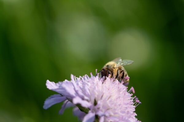 Welches ist das beste Insektenvernichter?